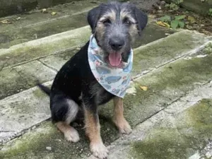 Cachorro raça SRD-ViraLata idade 2 a 6 meses nome Barthô