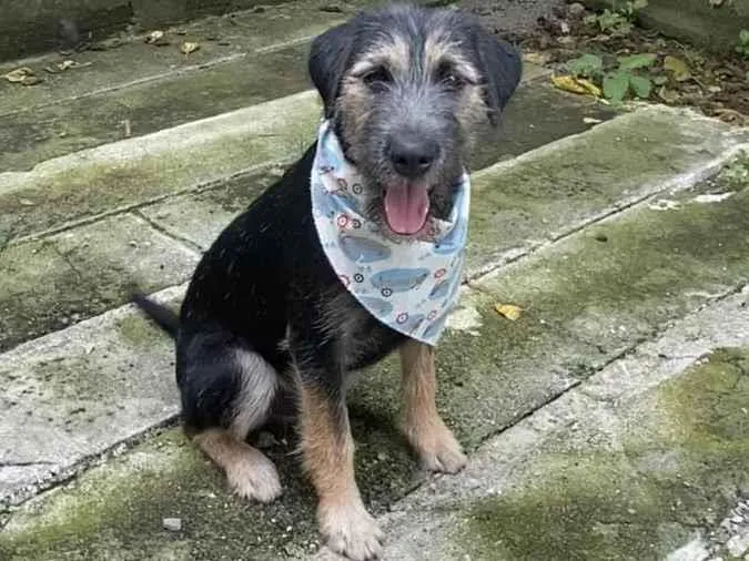 Cachorro ra a SRD-ViraLata idade 2 a 6 meses nome Barthô