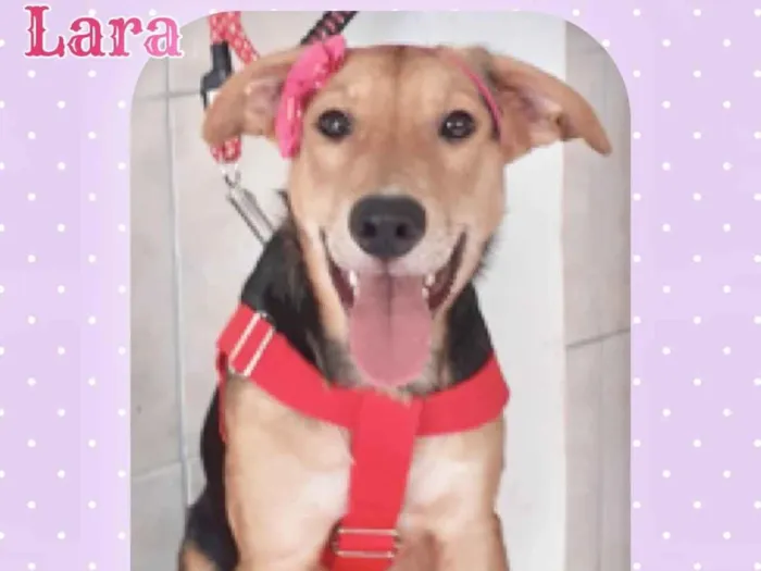 Cachorro ra a SRD-ViraLata idade 2 a 6 meses nome Cães porte médio 