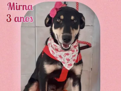Cachorro raça SRD-ViraLata idade 3 anos nome Mirna