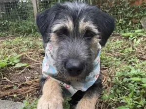 Cachorro raça SRD-ViraLata idade 2 a 6 meses nome Barthô