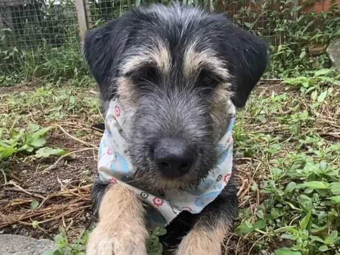 Cachorro ra a SRD-ViraLata idade 2 a 6 meses nome Barthô