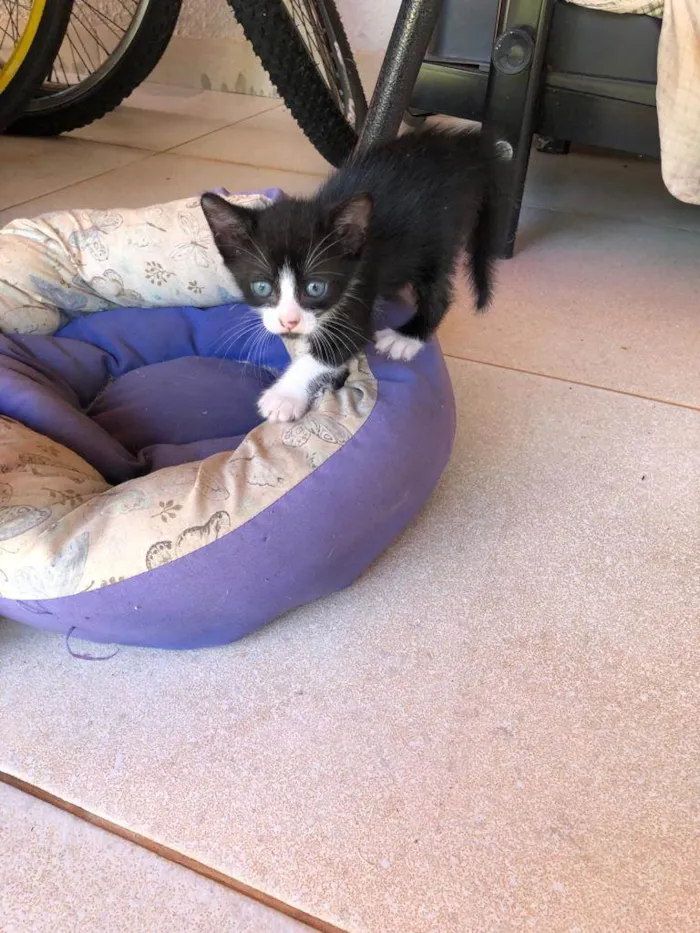 Gato ra a SRD idade Abaixo de 2 meses nome Sem nome