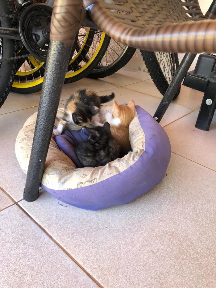 Gato ra a SRD idade Abaixo de 2 meses nome Sem nome