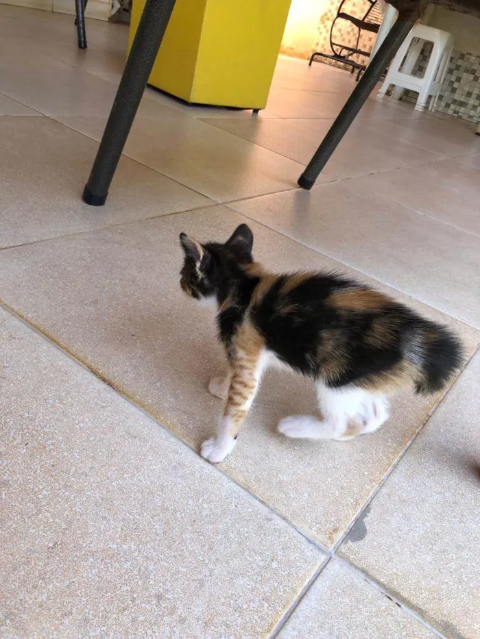 Gato ra a SRD idade Abaixo de 2 meses nome Sem nome