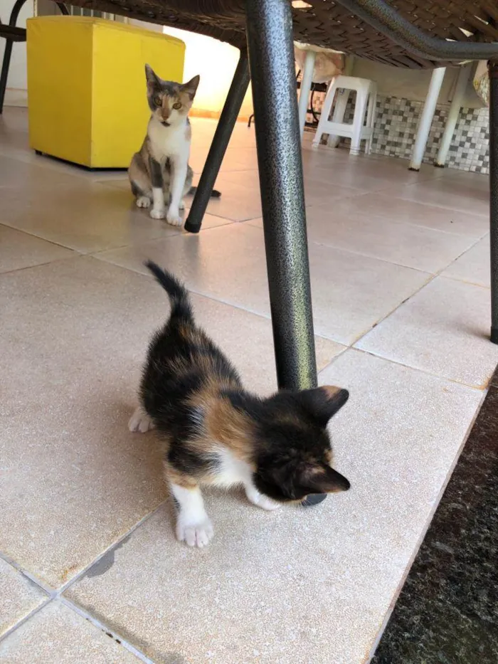 Gato ra a SRD idade Abaixo de 2 meses nome Sem nome