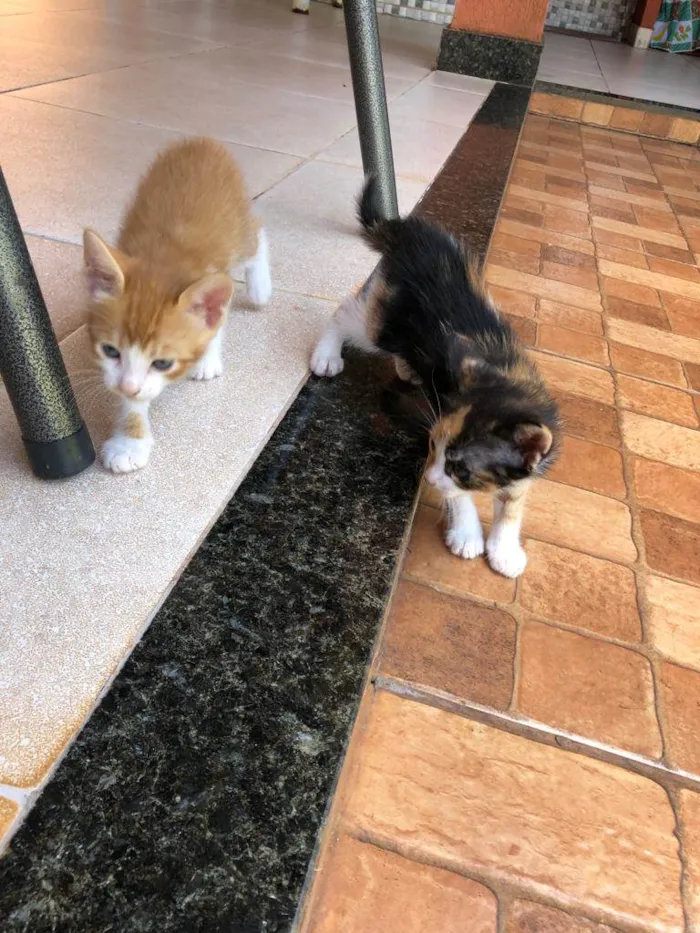 Gato ra a SRD idade Abaixo de 2 meses nome Sem nome