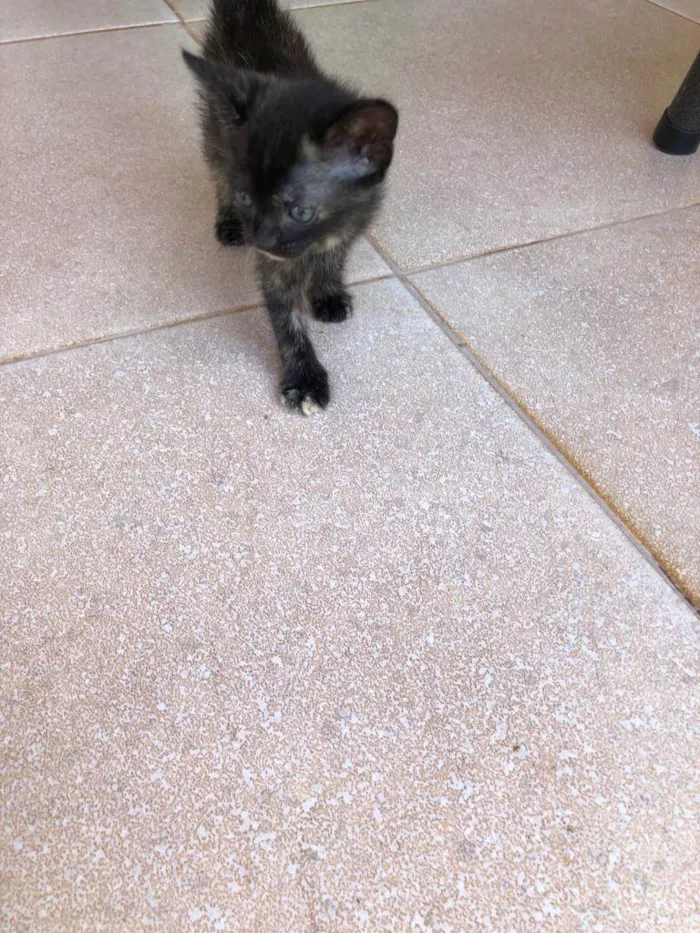 Gato ra a SRD idade Abaixo de 2 meses nome Sem nome