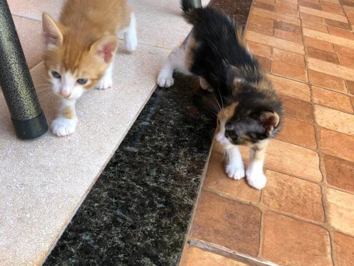 Gato ra a SRD idade Abaixo de 2 meses nome Sem nome
