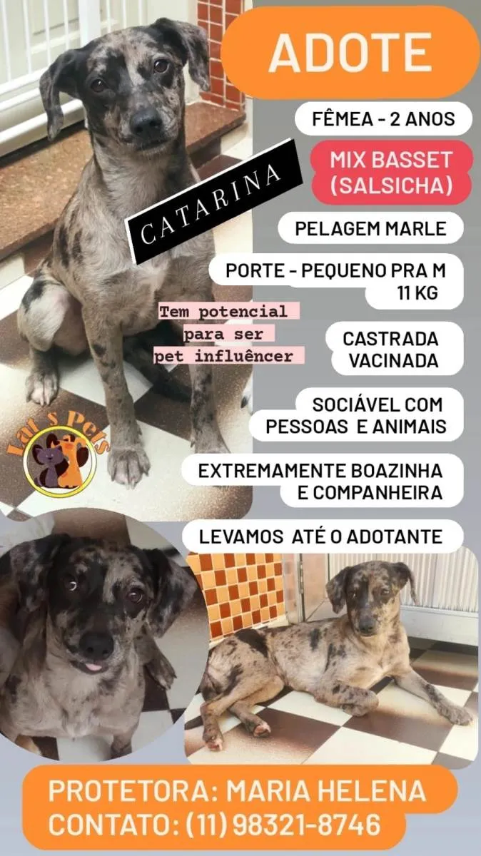 Cachorro ra a SRD idade 1 ano nome Catarina