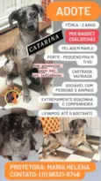 Catarina