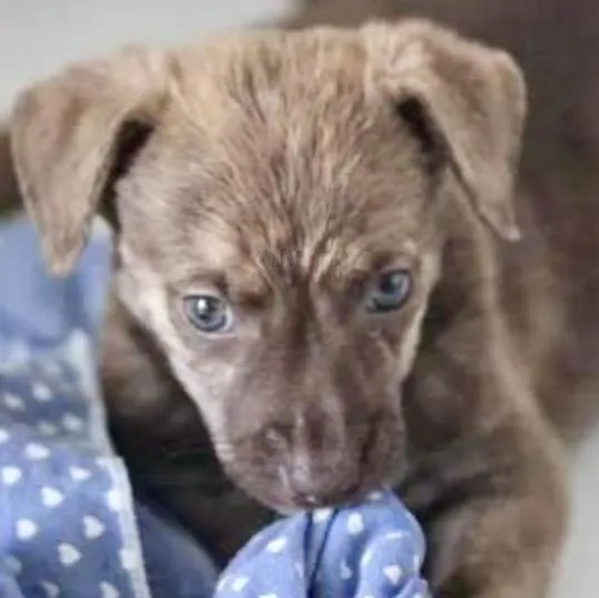 Cachorro ra a Mestico  idade 2 a 6 meses nome Max 