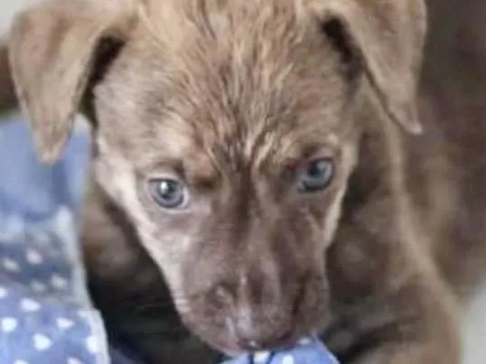 Cachorro ra a Mestico  idade 2 a 6 meses nome Max 