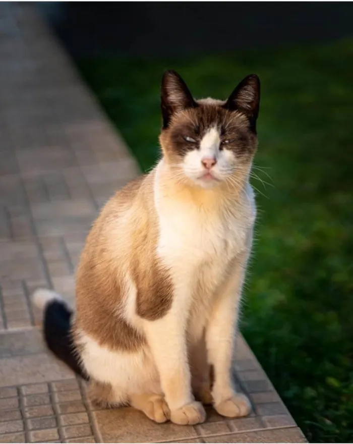 Gato ra a SRD-ViraLata idade 6 ou mais anos nome GRATIFICA - Xon