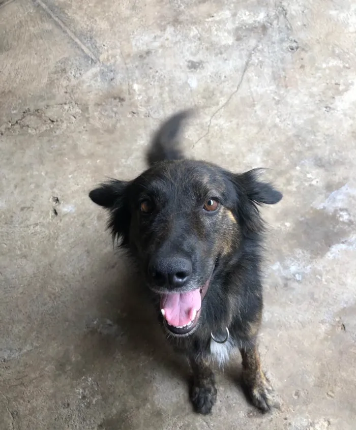 Cachorro ra a SRD-ViraLata idade 3 anos nome Aisha