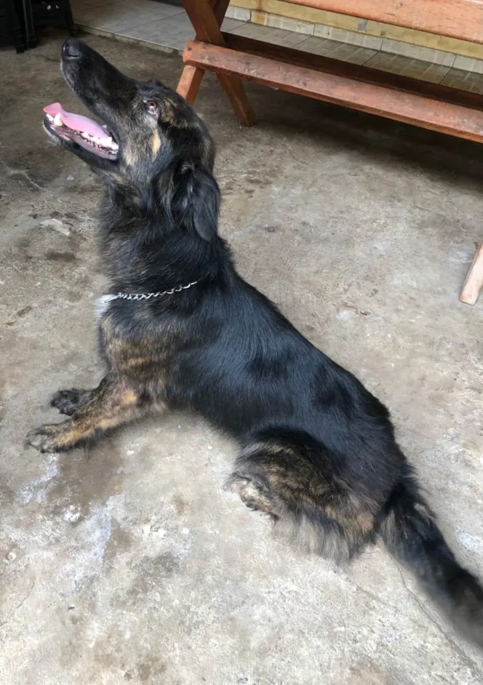 Cachorro ra a SRD-ViraLata idade 3 anos nome Aisha