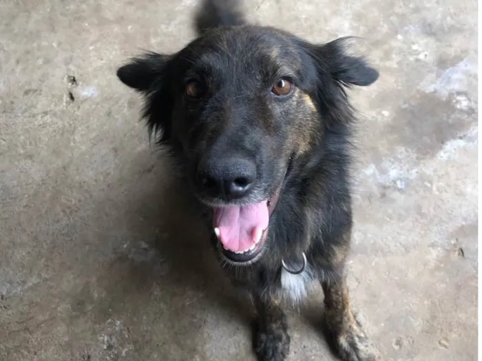 Cachorro ra a SRD-ViraLata idade 3 anos nome Aisha