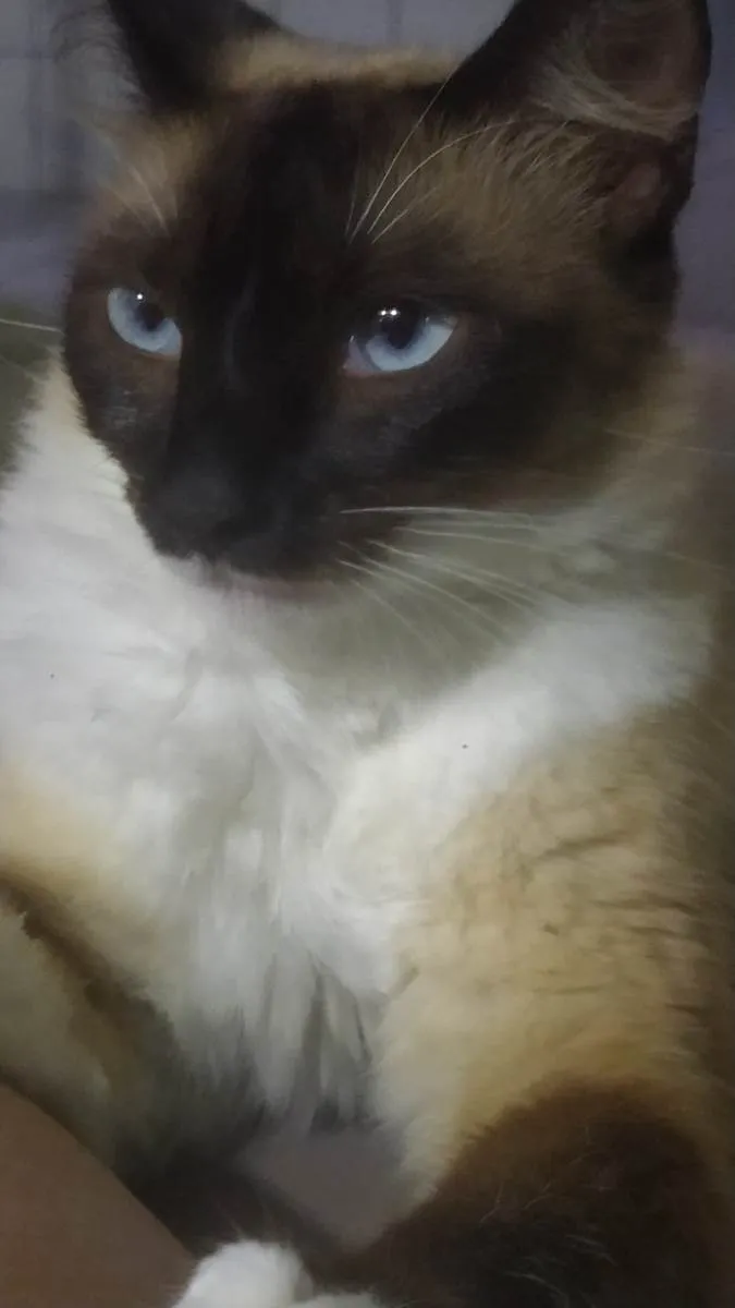 Gato ra a Siamês idade 7 a 11 meses nome Nina