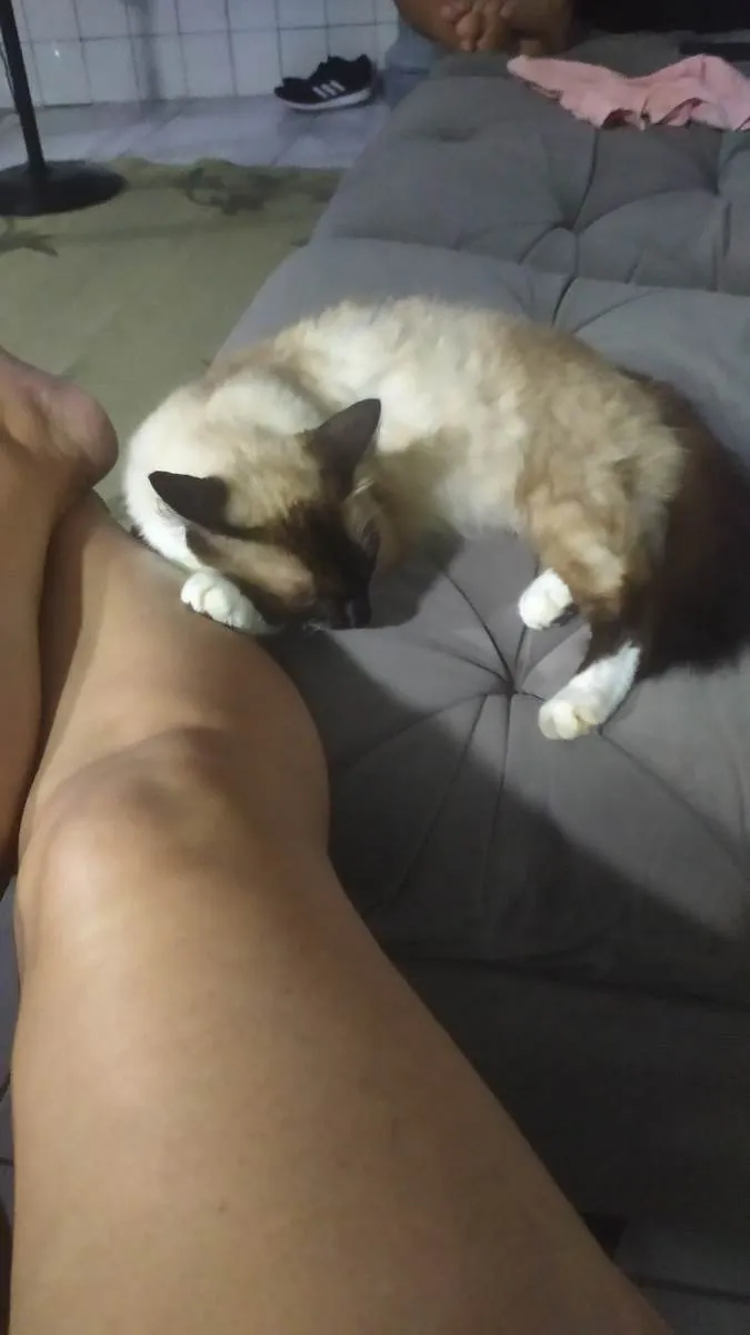 Gato ra a Siamês idade 7 a 11 meses nome Nina