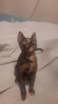 Gigi