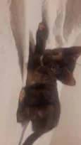 Gigi