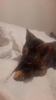 Gigi
