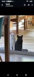 Tico e Tica