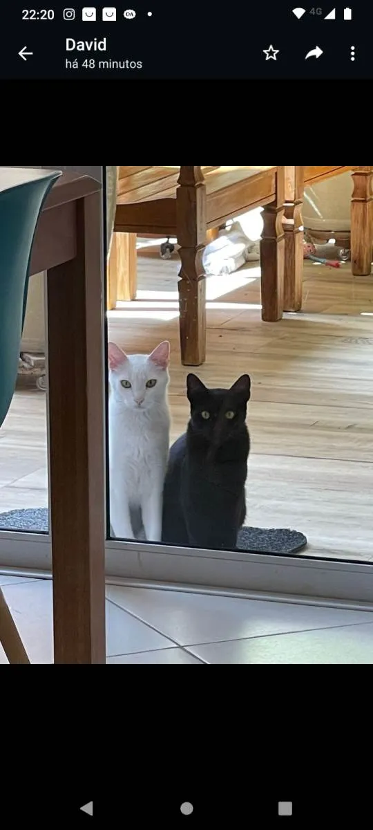 Gato ra a SRD-ViraLata idade 1 ano nome Tico e Tica