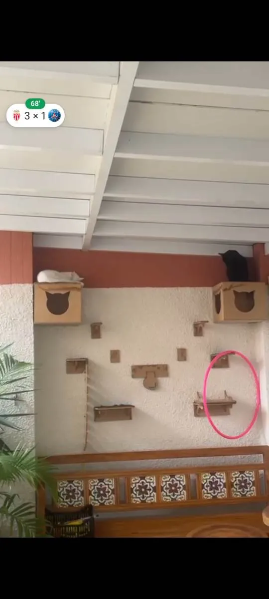 Gato ra a SRD-ViraLata idade 1 ano nome Tico e Tica