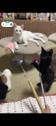 Tico e Tica