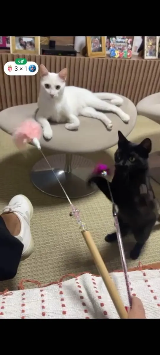 Gato ra a SRD-ViraLata idade 1 ano nome Tico e Tica