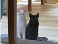 Tico e Tica