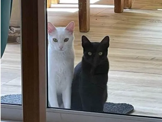 Gato ra a SRD-ViraLata idade 1 ano nome Tico e Tica