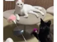 Tico e Tica