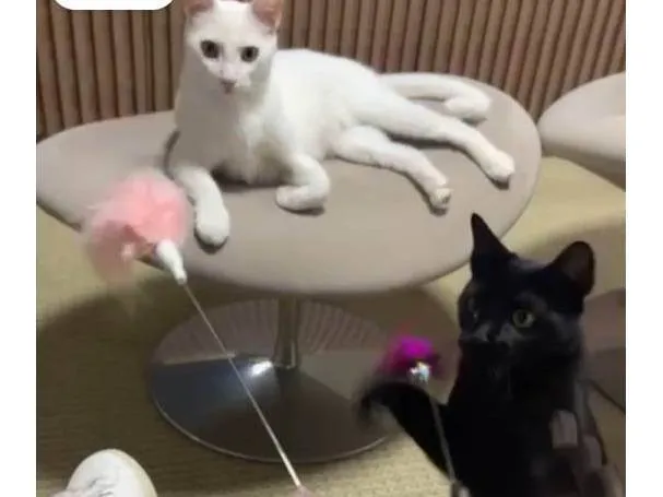 Gato ra a SRD-ViraLata idade 1 ano nome Tico e Tica