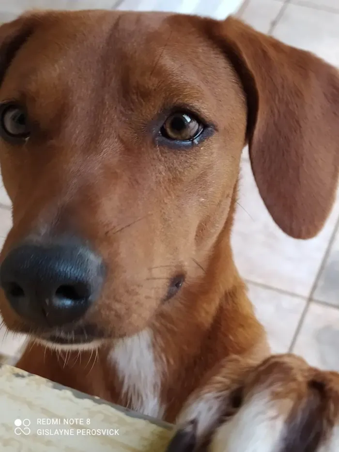 Cachorro ra a SRD-ViraLata idade 1 ano nome Valentina