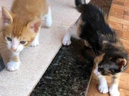 Gato ra a SRD idade Abaixo de 2 meses nome Sem nome
