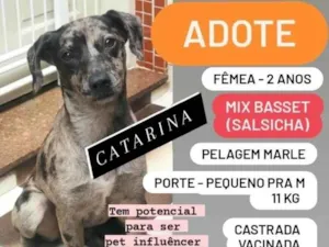 Cachorro raça SRD idade 1 ano nome Catarina
