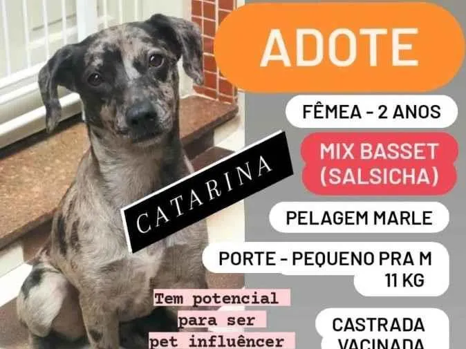 Cachorro ra a SRD idade 1 ano nome Catarina
