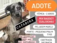 Catarina