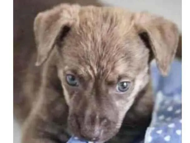 Cachorro ra a Mestico  idade 2 a 6 meses nome Max 