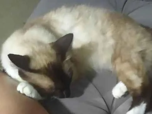 Gato ra a Siamês idade 7 a 11 meses nome Nina