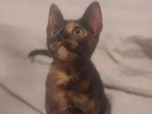 Gato raça Nenhuma idade Abaixo de 2 meses nome Gigi