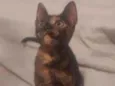 Gigi