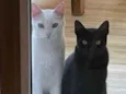 Tico e Tica