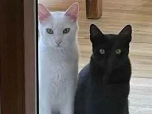 Gato raça SRD-ViraLata idade 1 ano nome Tico e Tica
