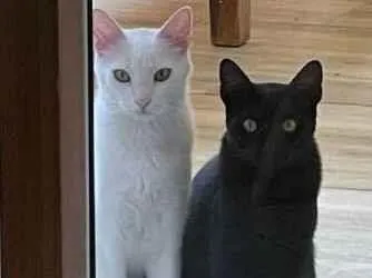 Gato ra a SRD-ViraLata idade 1 ano nome Tico e Tica