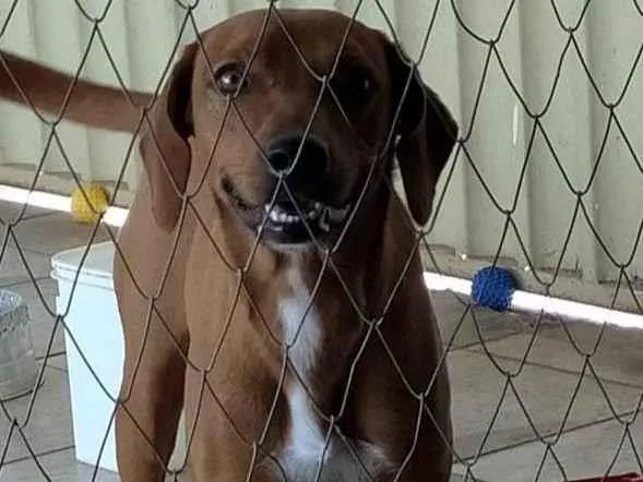 Cachorro ra a SRD-ViraLata idade 1 ano nome Valentina