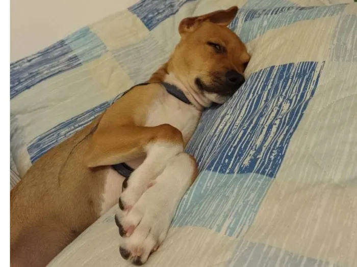 Cachorro ra a SRD-ViraLata idade 1 ano nome Spike