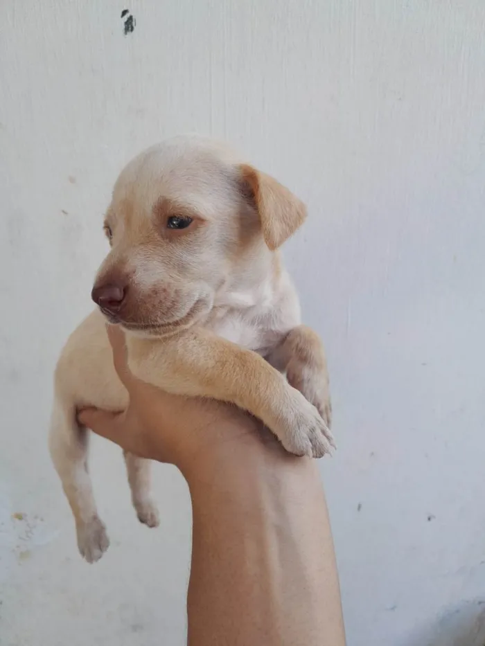 Cachorro ra a SRD-ViraLata idade Abaixo de 2 meses nome Filhotes